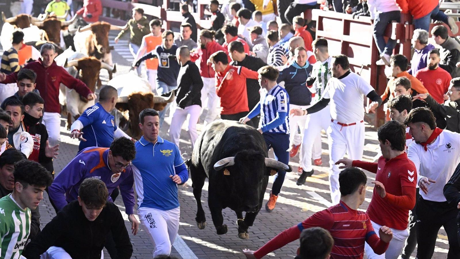 Un herido por asta de toro y 15 asistencias en el segundo encierro de San Sebastián de los Reyes