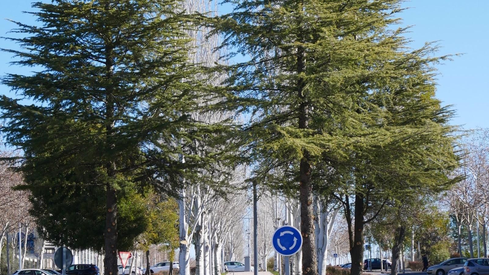 Concluye la remodelación del bulevar de la calle Chile en Las Rozas tras inversión de 150.000 euros