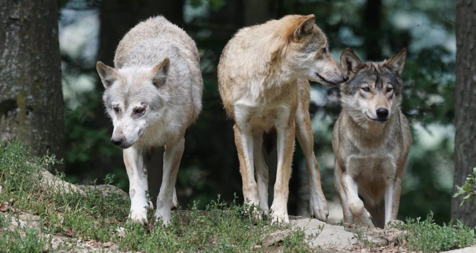 Una manada de lobos mata once corderos, cuatro ovejas y cuatro sementales en cinco ataques consecutivos a una granja de San Lorenzo