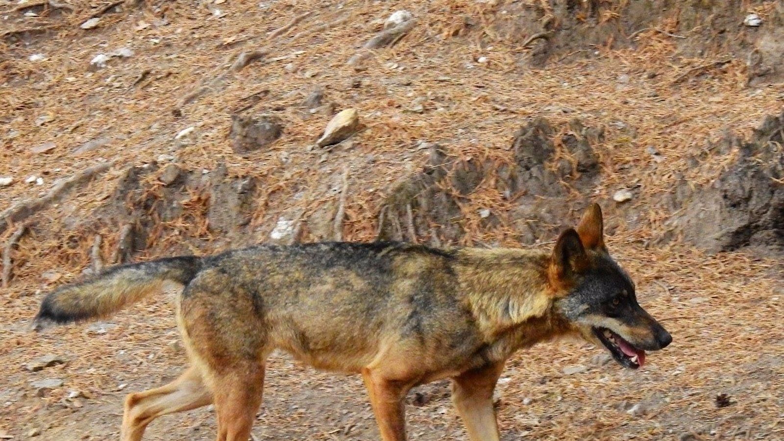 La hibridación con perros benefició al lobo ibérico