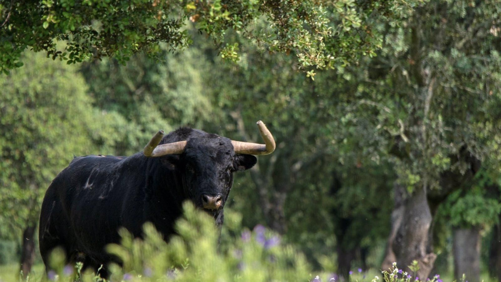 El Senado y nueve comunidades impulsan el nuevo Premio Nacional de Tauromaquia