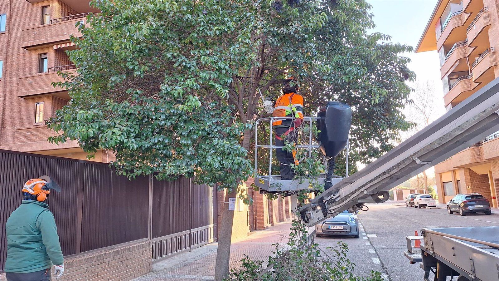 Alcalá de Henares avanza en su campaña de poda urbana para mejorar el arbolado