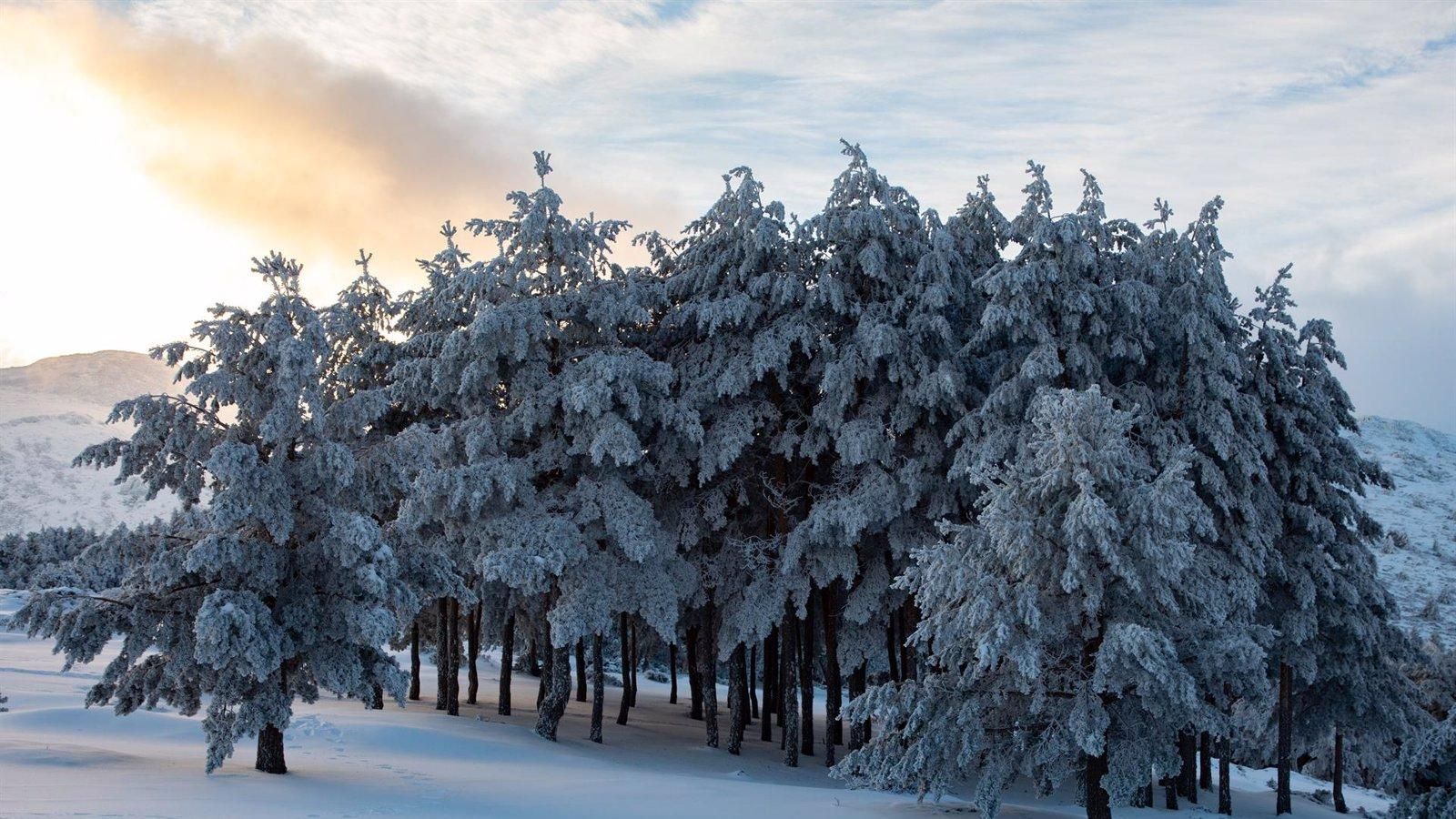 Activada la alerta amarilla por nevadas en la Sierra madrileña