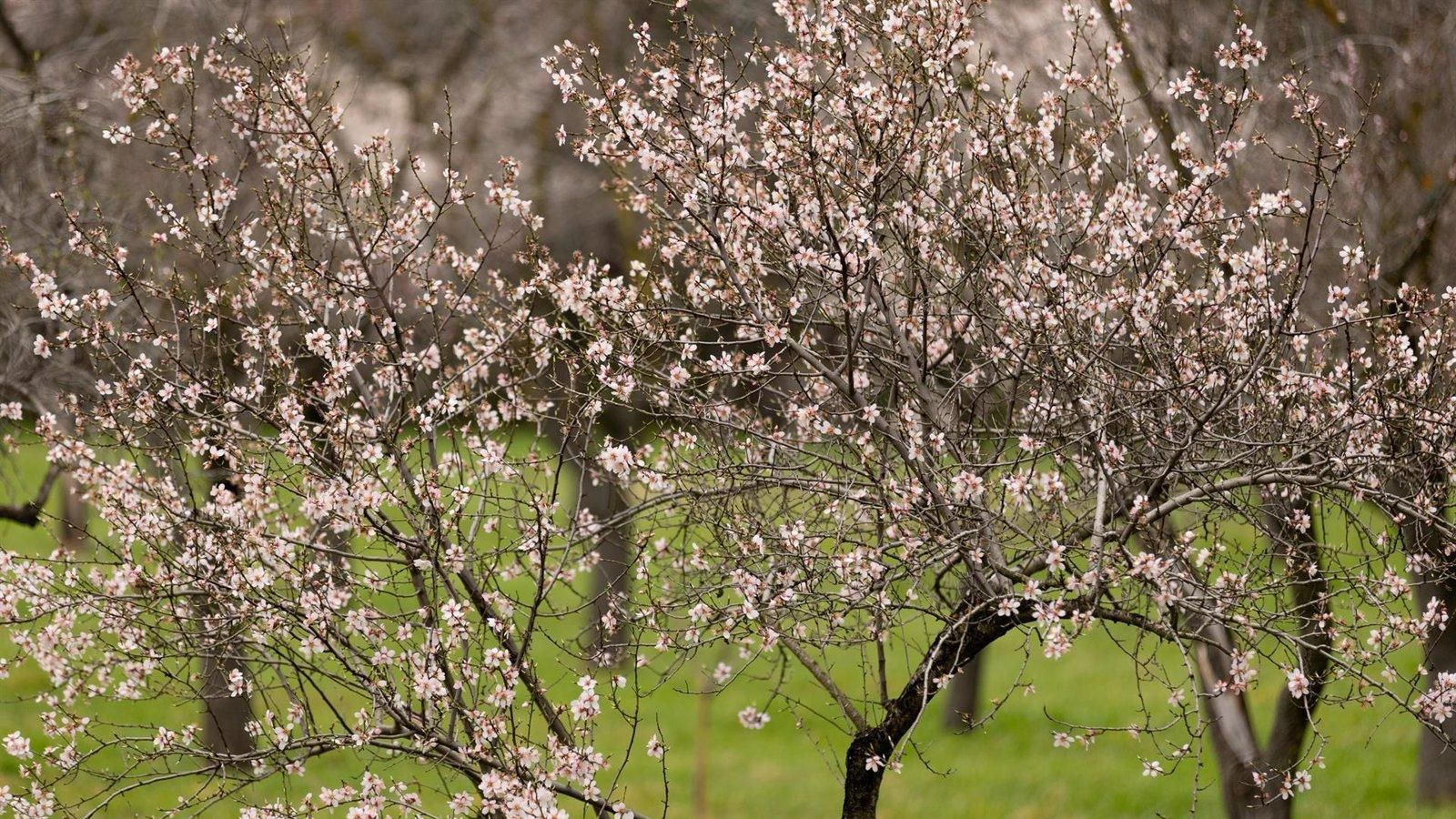 Dónde ver almendros y cerezos en flor en Madrid esta primavera