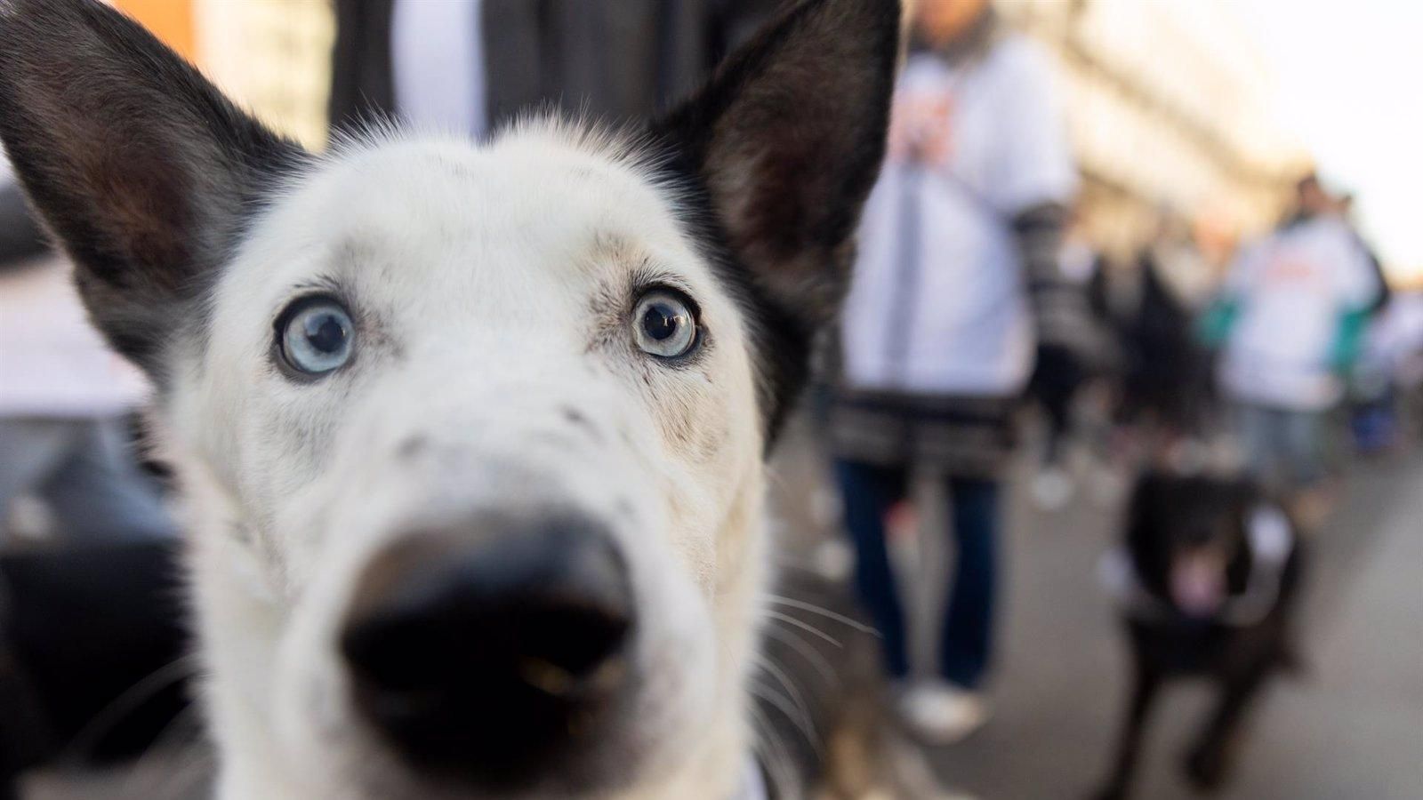 Las adopciones aumenta un 8,8% en la región y se reduce los abandonos de perros por tercer año consecutivo