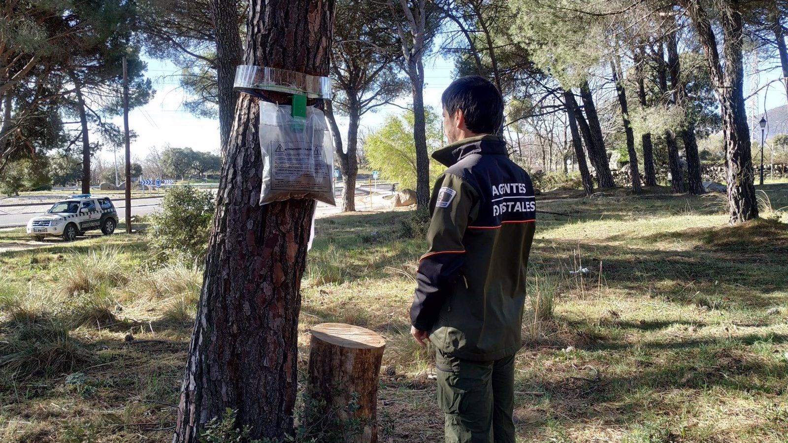 Madrid intensifica el control de la oruga procesionaria en más de 65.000 hectáreas de pinares