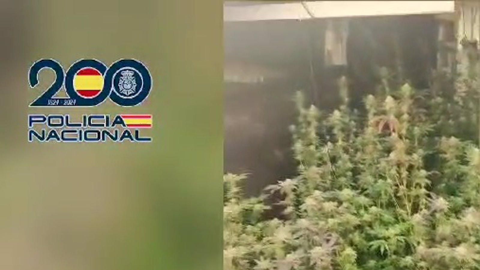 La Policía desmantela una importante plantación de marihuana en Leganés