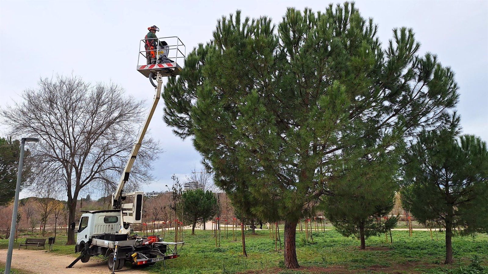 Alcalá de Henares refuerza el control de la oruga procesionaria en parques y jardines