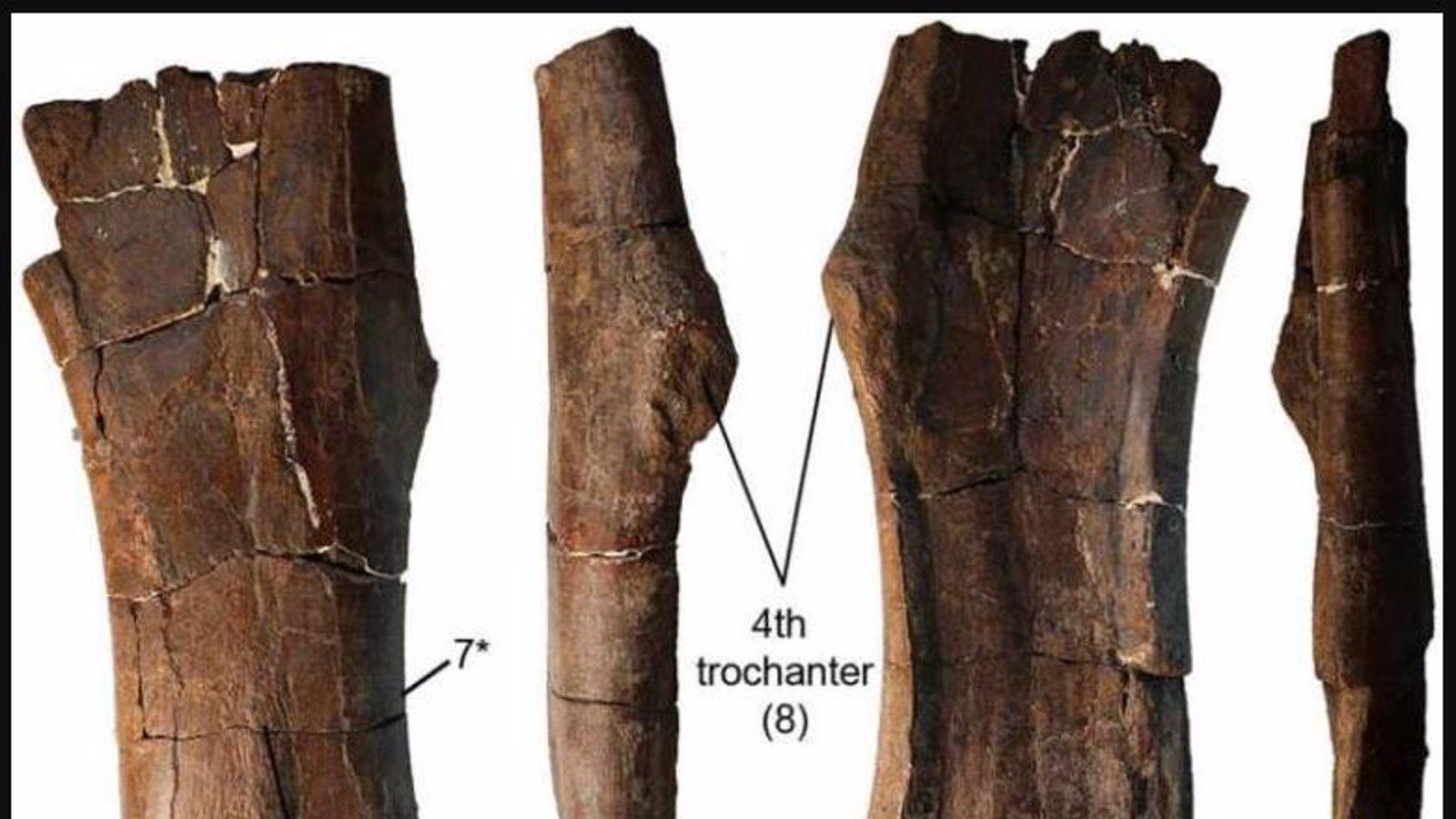 Descubren dos nuevas especies de dinosaurios en Rumania