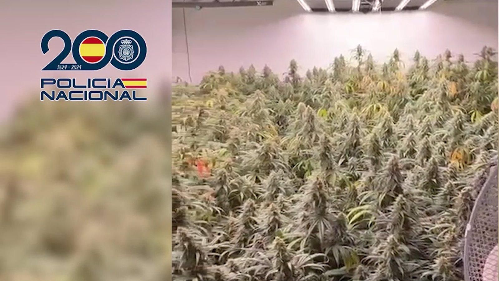 Desmantelan una plantación de marihuana en un local de fotografía en Fuencarral-El Pardo