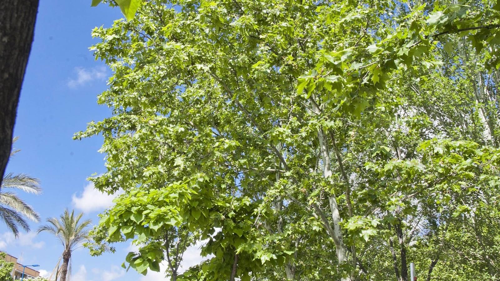 Leganés dará la bienvenida a la primavera este domingo con una plantación popular de más de 100 árboles