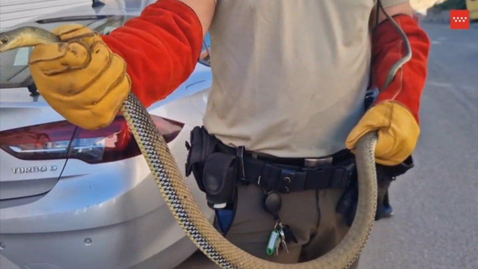 Los agentes forestales localizan y rescatan una culebra bastarda en el motor de un coche en Villarejo de Salvanés