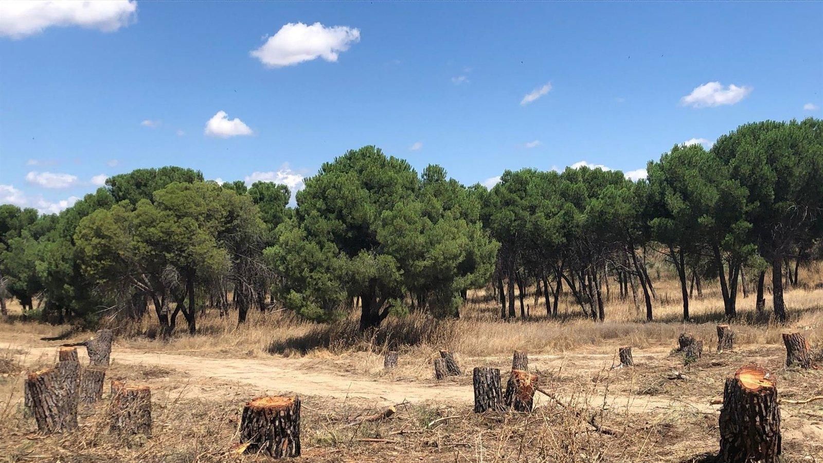 El TSJM tumba el recurso contra las medidas cautelares que mantienen suspendidas las obras en Montegancedo en Pozuelo