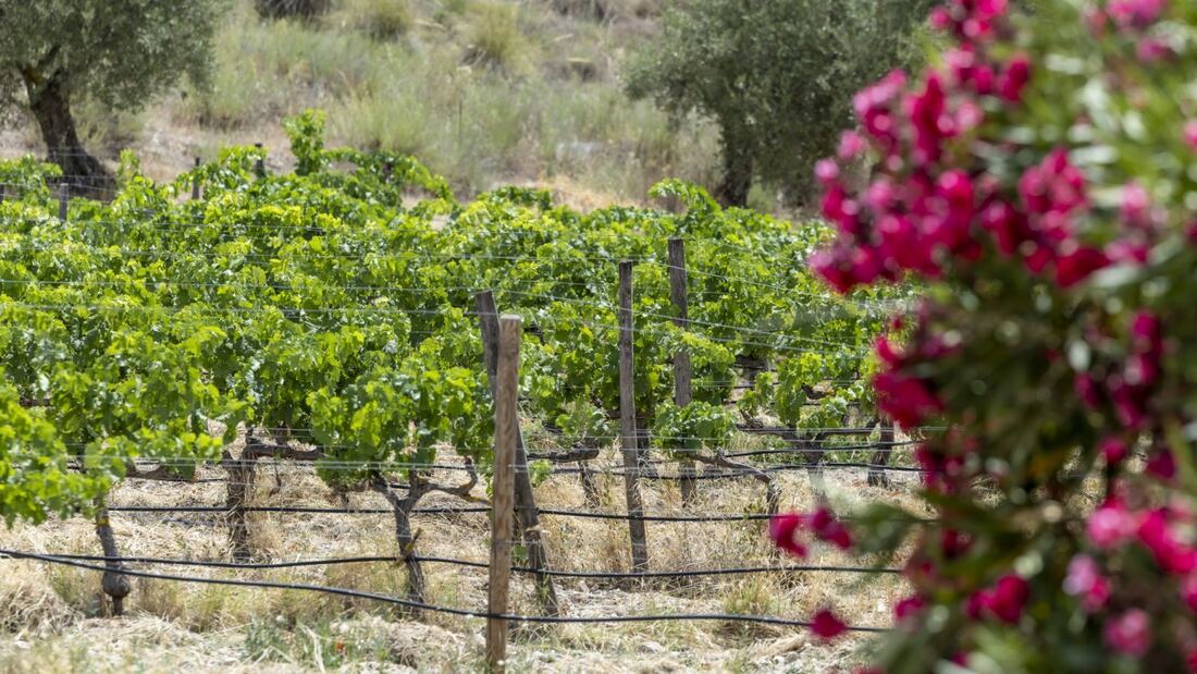 Los vinos de Madrid llegan a Roma de la mano de 16 bodegas