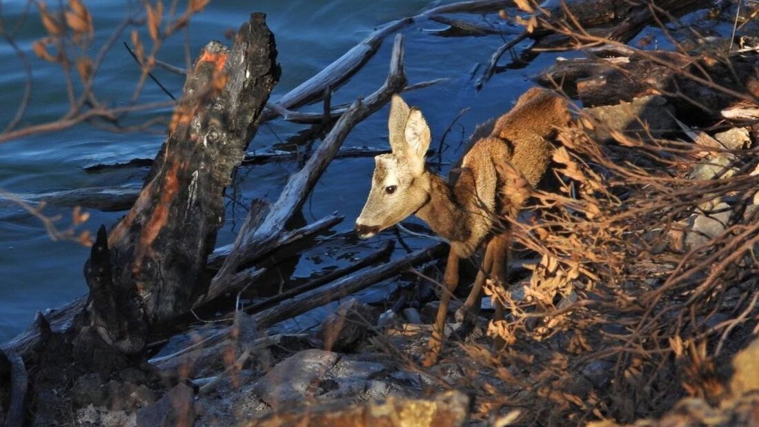 Los Agentes Forestales rescatan a un corzo en la orilla del embalse de Picadas